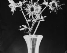 Pflanzen Stilleben auf Kollodium Nassplatte - Fotograf Thilo Nass Silberbilder
