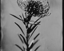 Pflanzen Stilleben auf Kollodium Nassplatte - Fotograf Thilo Nass Silberbilder
